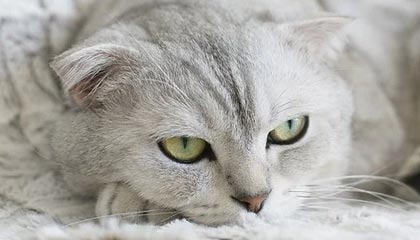 大众网家居:日本WWW网站色情乱码-新华时评·锲而不舍落实中央八项规定精神丨立查立改、即知即改